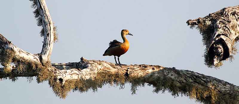 Bird watching Sri Lanka