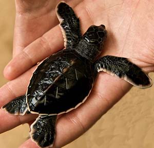 Turtle Hatchery