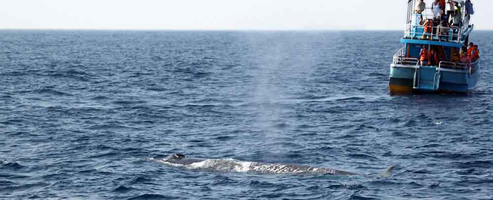 Whale Dolphin Watching
