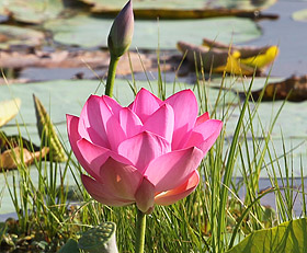Yoga and Meditation
