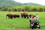 Safari Tour